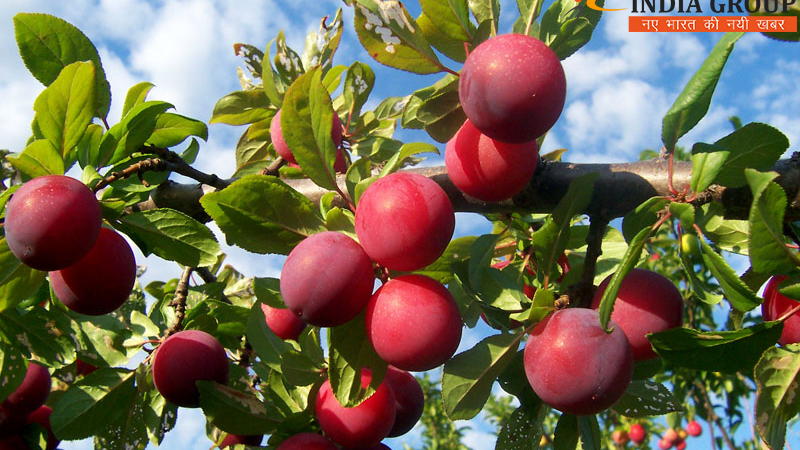 फर्जी (काल्पनिक) फल उत्पादन आंकड़ों के सहारे राज्य नाशपाती, आड़ू,पल्म एवं खुवानी फल उत्पादन में देश में प्रथम स्थान पर।
